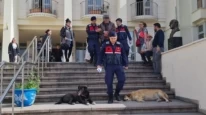 Bodrum'da Hayvan Katliamını Gerçekleştiren Zanlı Tutuklandı